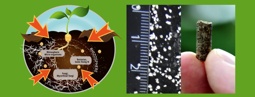 Bacteriosol®Booster 10 & 50