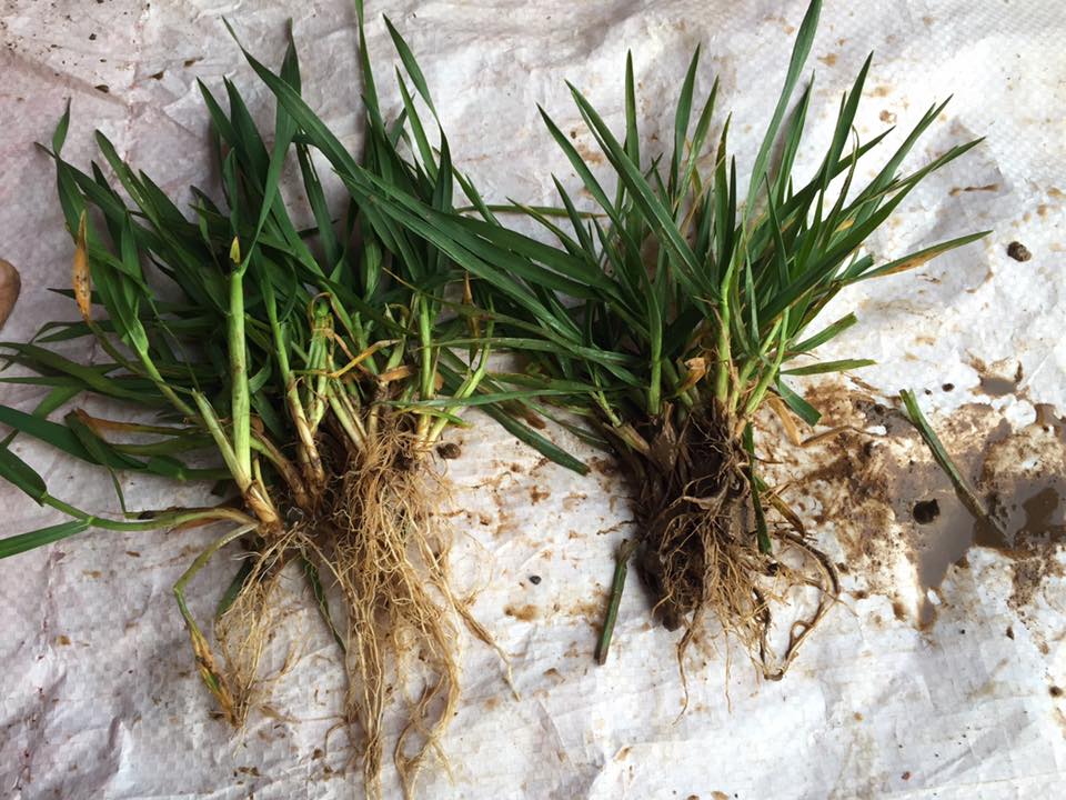 Bacteriosol Winter Barley