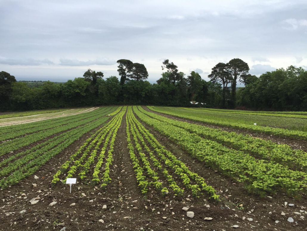 SOBAC Customer who grows Christmas Trees