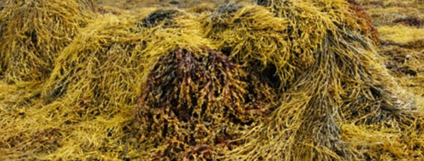 Seaweed with Bactériolit & Bactériosol
